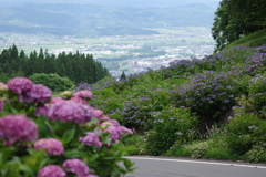 西蔵王公園の紫陽花-1