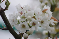 花散歩-梨の花