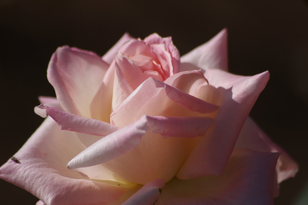 仕舞いの薔薇‐エレガントレディ