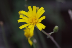 花散歩‐ウズラバタンポポ