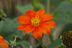 花散歩‐メキシコヒマワリ