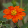 花散歩‐メキシコヒマワリ