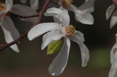 コブシの花