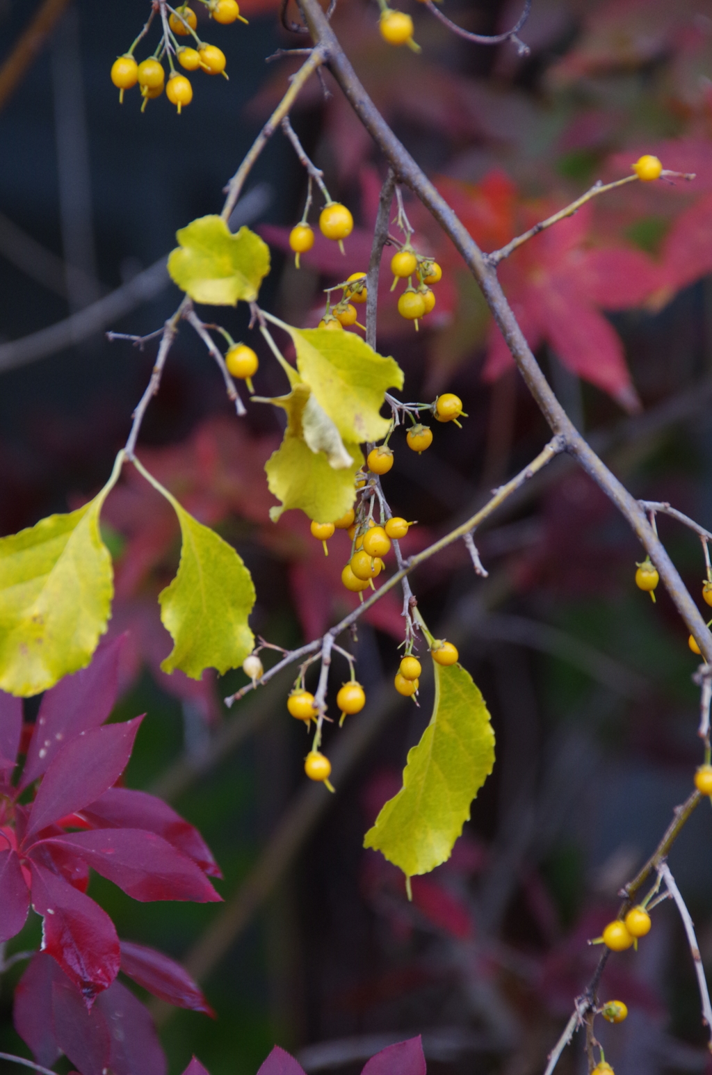 花散歩₋蔓梅擬