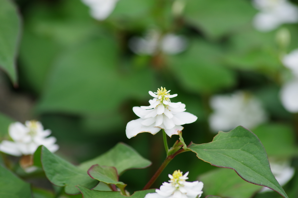 六月の花散歩-八重ドクダミ