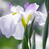 花菖蒲-野川の鷺