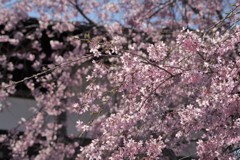 秩父の桜-5