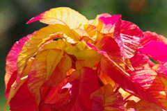 花散歩-葉鶏頭1