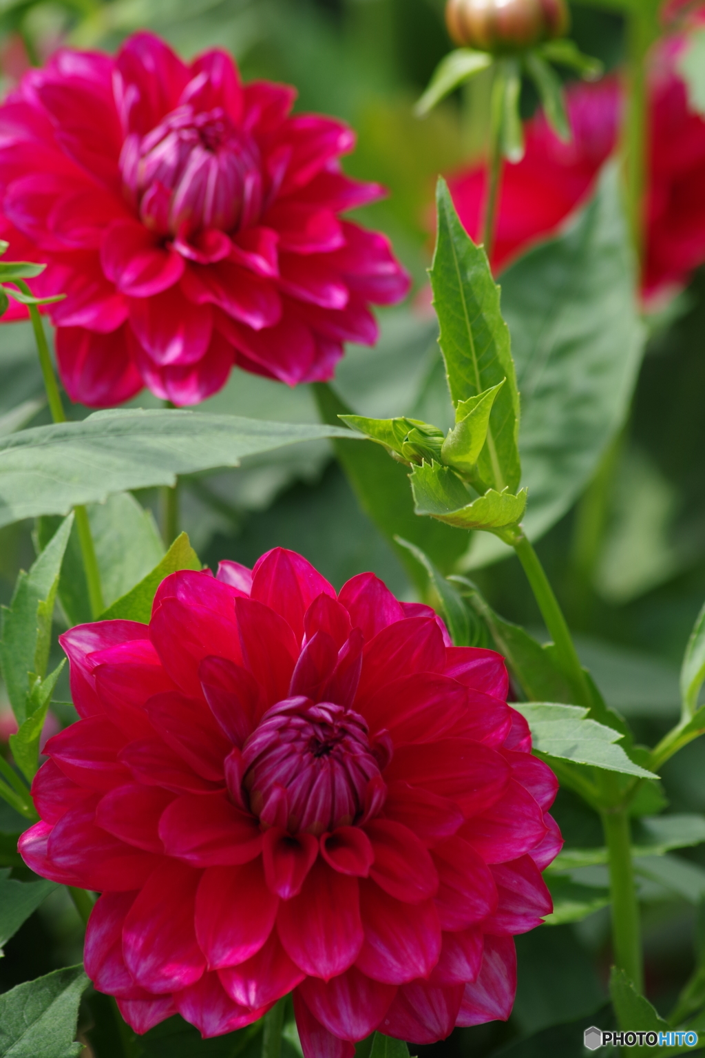 秋の忘れ物-乙女椿