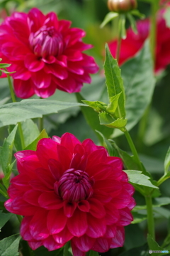 秋の忘れ物-乙女椿