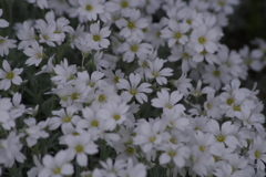 花散歩‐白い花