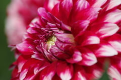 ストロベリークリーム