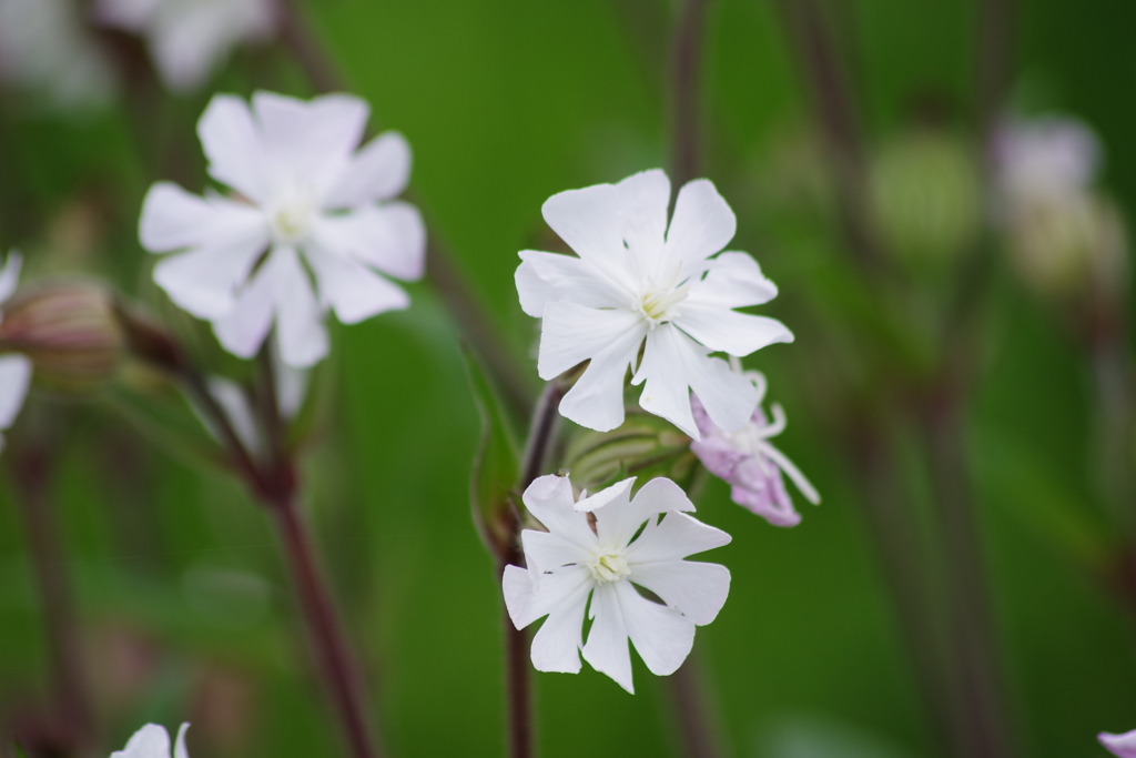花散歩-フクロナデシコ