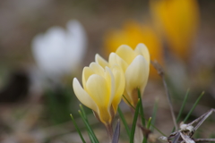 春の陽気の花散歩‐三色のクロッカス