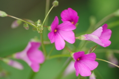 花散歩‐イモカタバミ