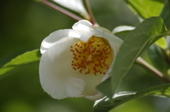 2018.6.14の花散歩‐夏椿