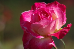 秋バラ‐ローズフクヤマ