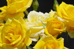 花散歩-黄色の薔薇は幸せ元気色