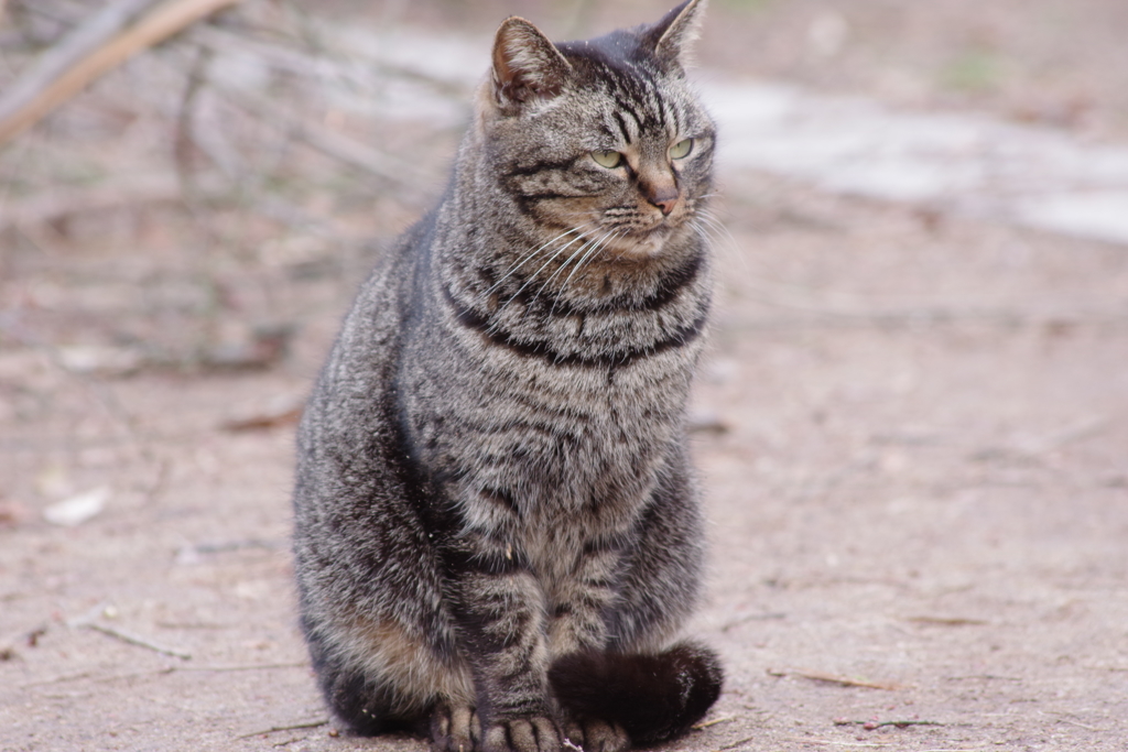 霞城のにゃんこ