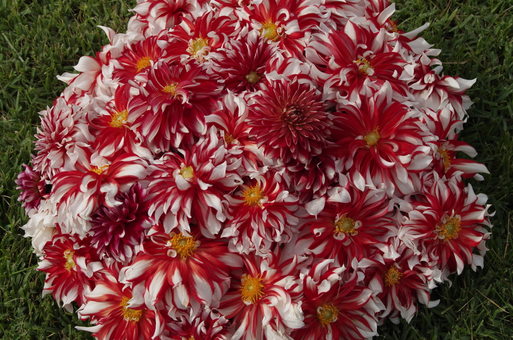 ダリアアレンジ‐ダリアの散歩道4