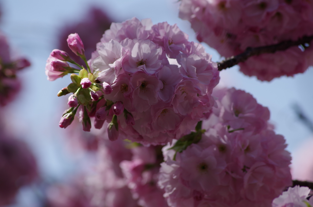 子安観音堂の桜-7