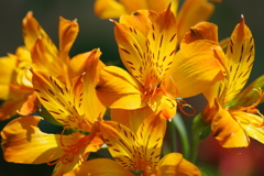 花散歩-オレンジ色のアルストロメリア