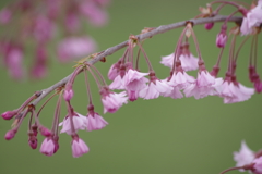 仙台八重枝垂-1