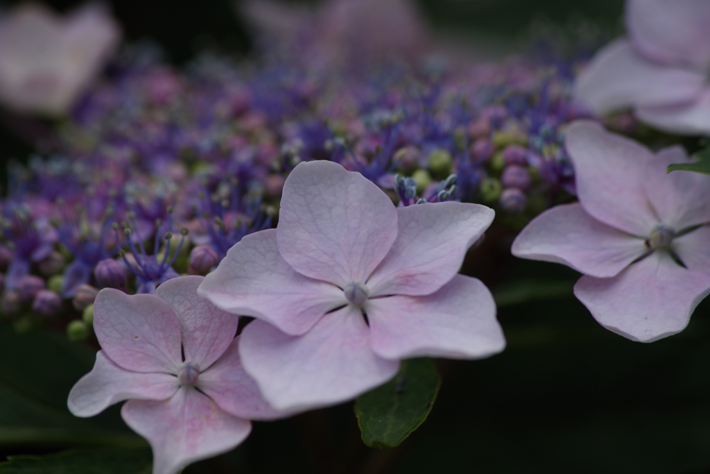 花散歩‐紫陽花8