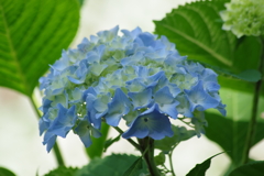 花散歩‐水色紫陽花