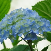 花散歩‐水色紫陽花