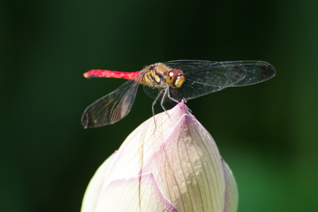 ダリヤ園の花たち‐蓮の蕾とトンボ