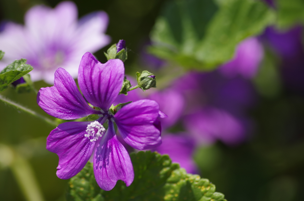 2018.6.4の花散歩‐銭葵