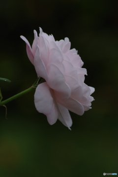 優しい色のバラ