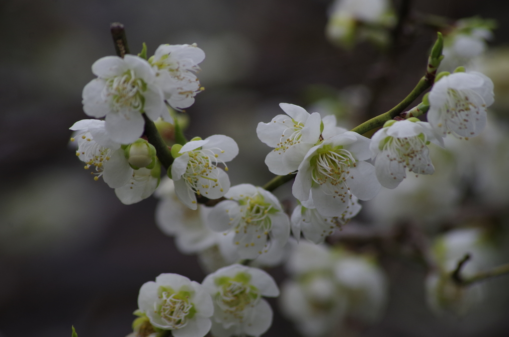 光禅寺の白梅-1