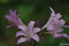 夏の忘れ物‐夏水仙