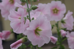 花散歩‐薄桃の立葵