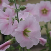 花散歩‐薄桃の立葵