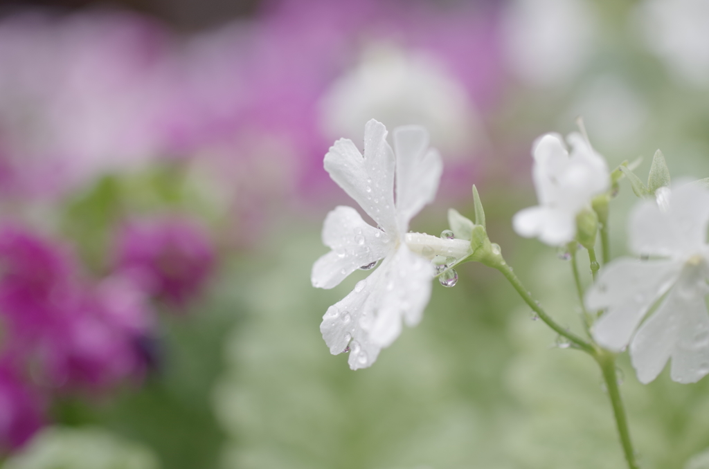 雨に濡れて・日本桜草1