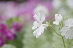 雨に濡れて・日本桜草1