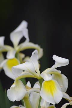 花散歩‐花菖蒲