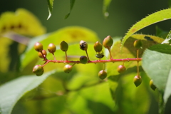 盛夏の野草園‐ウワミズザクラの果実