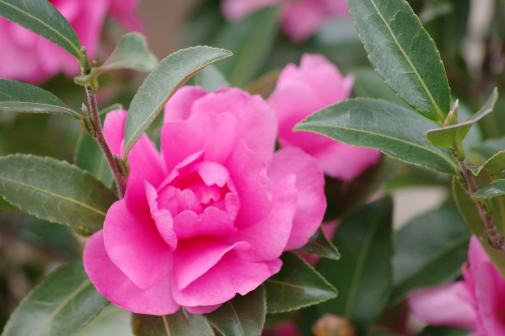 花散歩‐山茶花咲いた路1