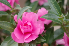 花散歩‐山茶花咲いた路1