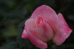 バーバラブッシュ