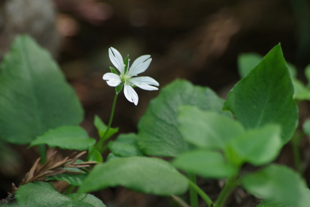 鳥海山麓の花たち-サワハコベ