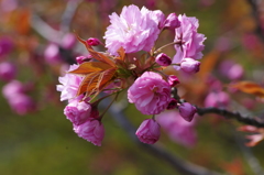 桜色・いろいろ16