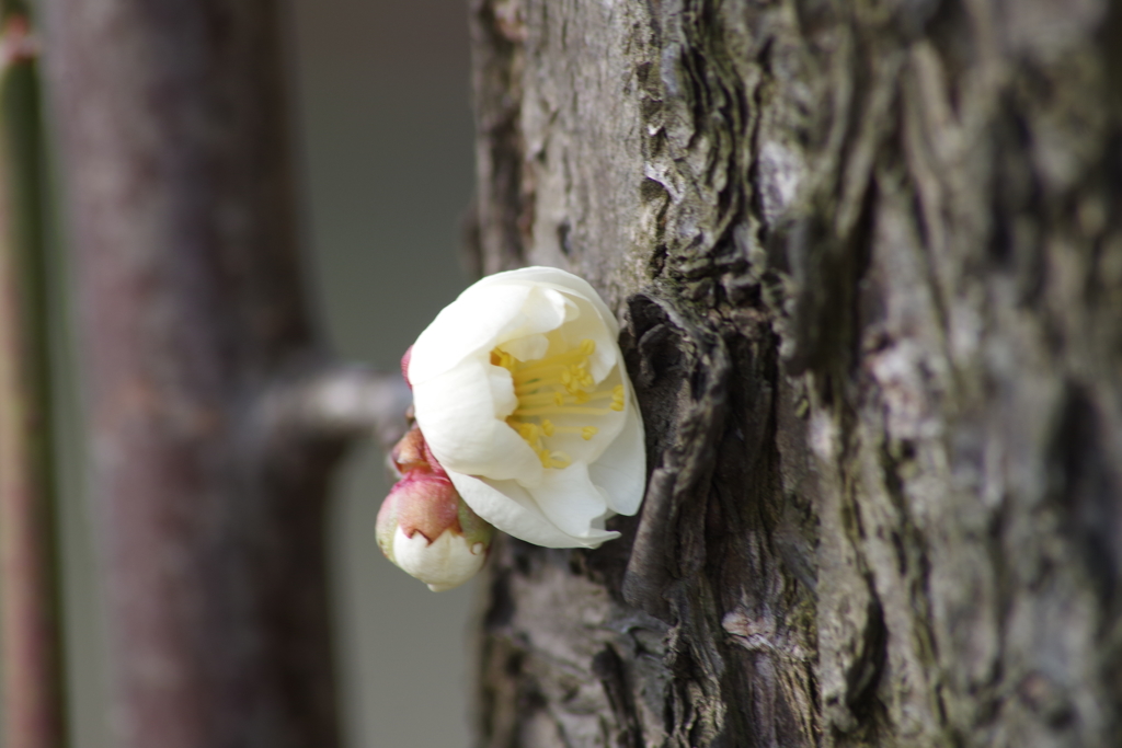 梅の花がほころんで山形にも春が来た-1