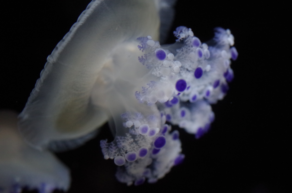 冬のクラゲ水族館-コティロリーザツベルクラータ