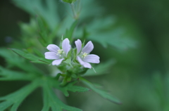 とと姉ちゃんで登場の花