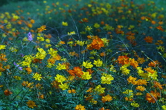 キバナコスモス‐青緑に染まって1